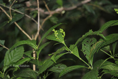 Sarcandra chloranthoides